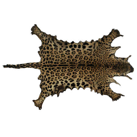 leopard skinの写真素材