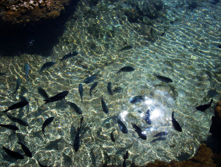 natural fish them liner pools