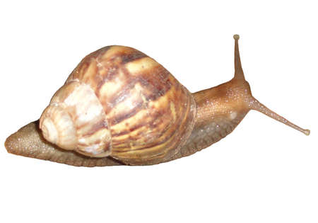 snail isolated on white backgroundの写真素材