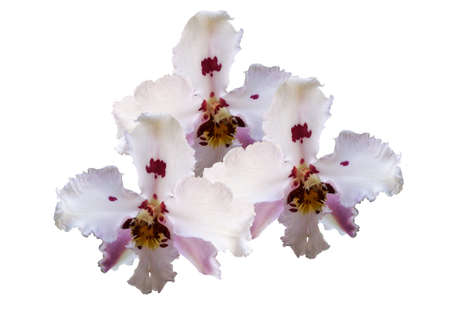 Orquídeas em fundo brancoの写真素材