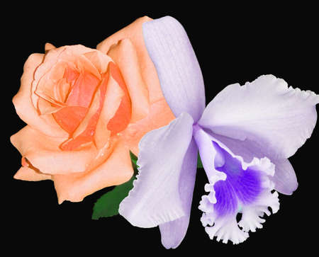 Rosa e Orquídeaの写真素材