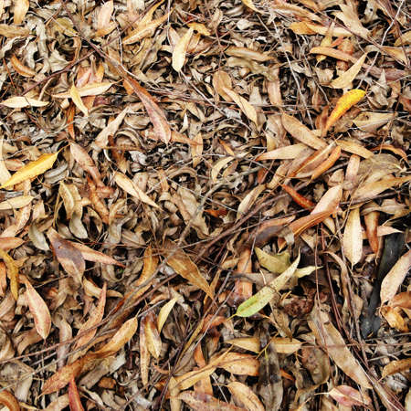 Eucalyptus leavesの写真素材