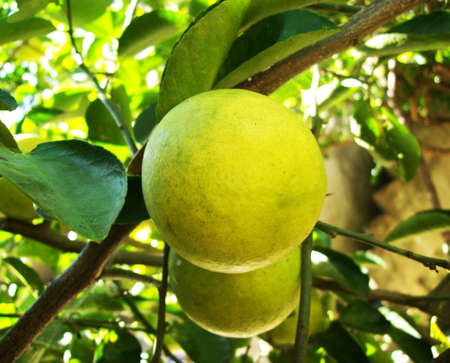 Lemonの写真素材