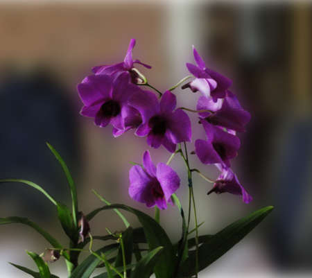 Brazilian orchid purpleの写真素材