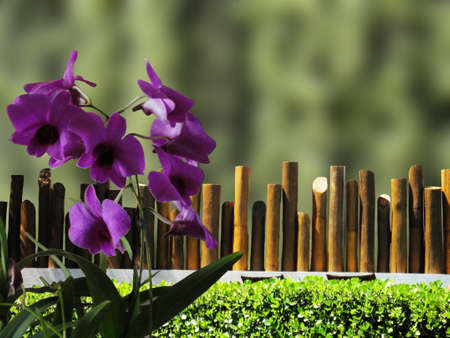  Wooden partition for gardenの写真素材