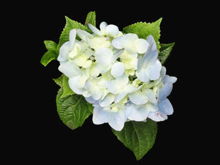 Bouquet of Ortencias on black backgroundの写真素材