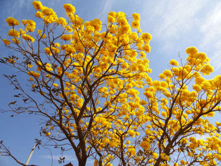 Yellow flowering treeの写真素材