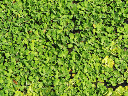 Green Textureの写真素材