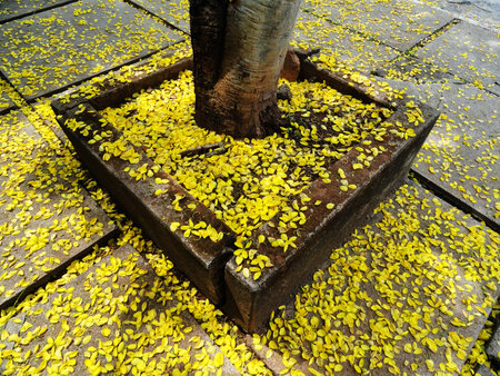 Flowers on the sidewalkの写真素材