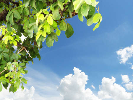 Clear sky texture with light cloudsの写真素材