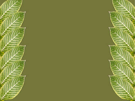 Green texture with leavesの写真素材