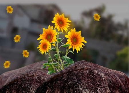sunflowers in the parkの写真素材
