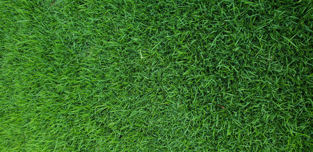 Grass is green carpet.の写真素材