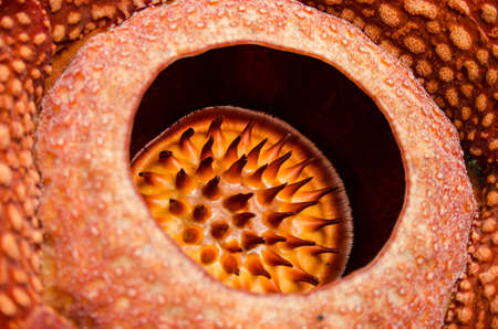 Rafflesia arnoldii detail in West Sumatra Indonesiaの写真素材