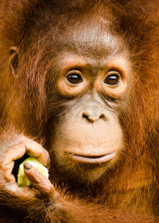 Young orang utan in Tanjung Puting National Park Kalimantan Indonesiaの写真素材