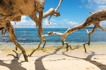 Fallen trees on a tropical sand beachの写真素材