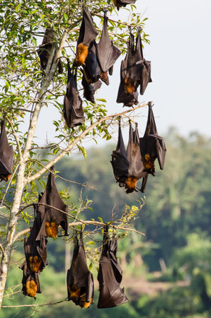 Large fruit bats flying foxes hanging upside dow in a tree.の写真素材