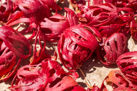 Mace, a spice from the nutmeg, drying in the sun.の写真素材
