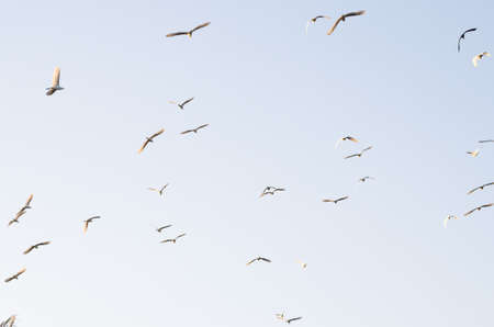 Great white egrets in the evening skyの写真素材
