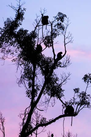 Proboscis monkeys in a tree at dusk, Tanjung Puting National Park, Kalimantan, Indonesiaの写真素材