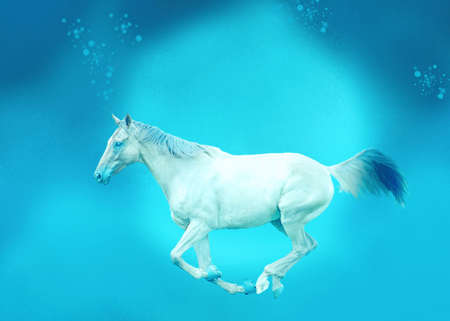 Horseの写真素材