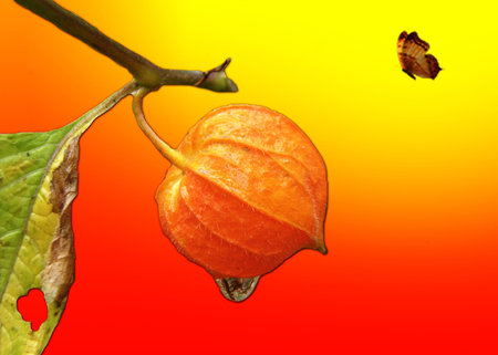 Natureの写真素材