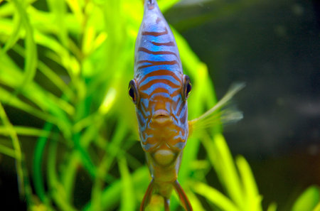 Blue Discus fish full-faceの写真素材