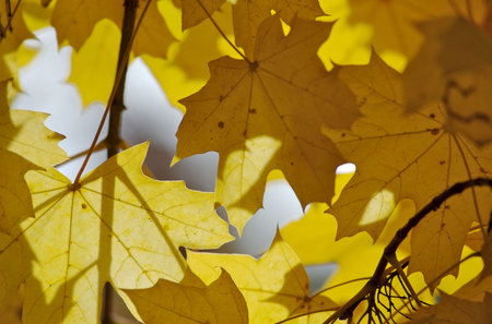 autumnal leaves in sun raysの写真素材