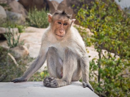 Monkey in natureの写真素材