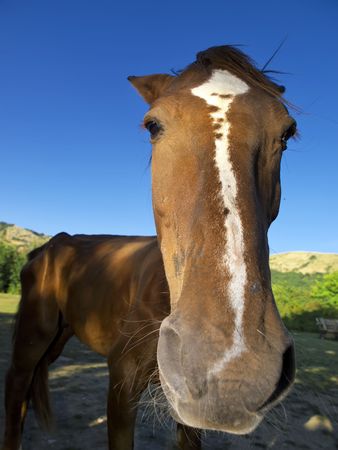 Summer clous-up outdoor photo of horse on pastureの写真素材
