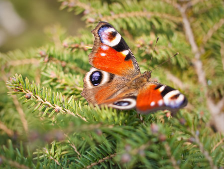 Beautiful european butterfly Inachisの写真素材
