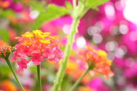 flower 2の写真素材
