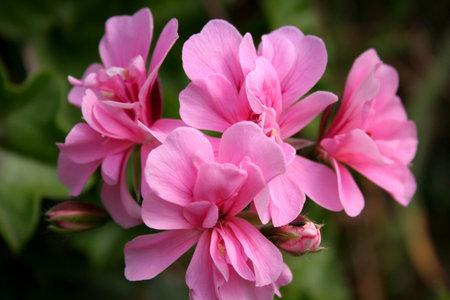 flower 1