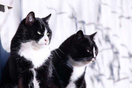 Cats waiting for attention.の写真素材