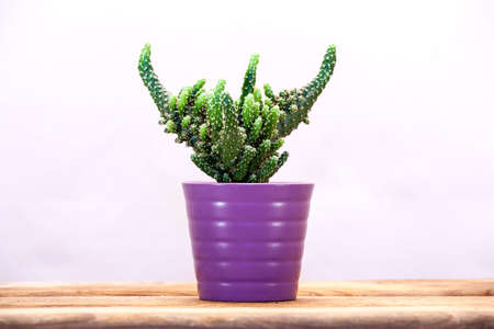 Cactus on a wooden table.の写真素材