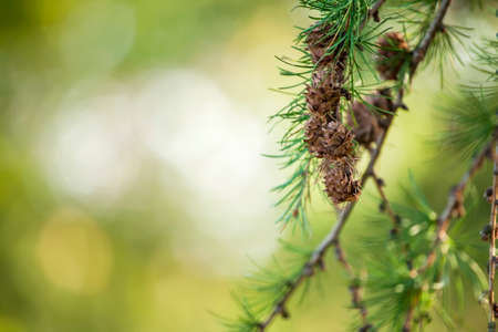 Pine tree with conesの写真素材