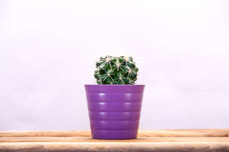 Cactus on a wooden table.の写真素材