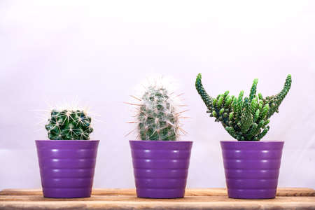 Three cacti in a row on a wooden table.の写真素材