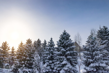 Sunrise during winter in a countryside. Snow covered pine trees. Warm morning light. Blue sky.の写真素材