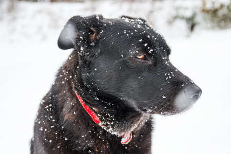 Black labrador dog covered with snow during winter in a countryside.の写真素材