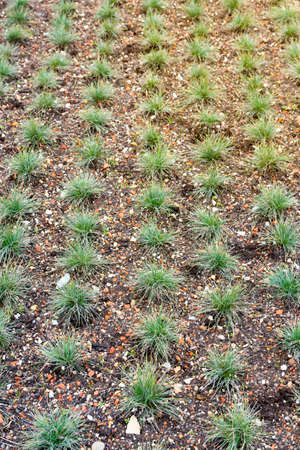 Green plants in rows basking in the sun. Sustainable and ecological living or farming abstract concept.の写真素材