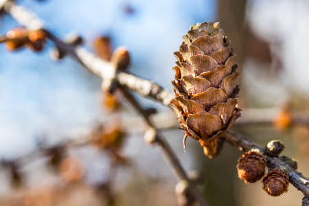 Conifer tree cone basking in the warm sunlight in spring. Blue sky defocused background.の写真素材