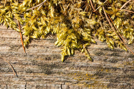 Natural moss on an old piece of wood. Copy space on the bottom. Warm spring sunlight.の写真素材