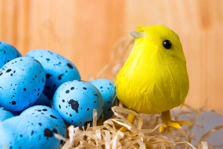 Spring yellow bird in a nest of hay with blue eggs.の写真素材