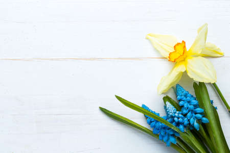 Daffodil and hyacinth spring flowers on old white wooden background. Flat lay top view. Copy space on the left.の写真素材