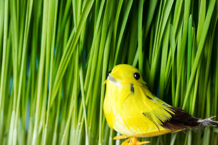 Yellow easter bird sitting in the grass during spring. Copy space on the left.の写真素材