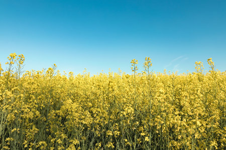 Simple yellow rape field with blue sky in the countryside.