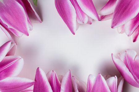Pink and white tulips as spring or summer flowers. Frame with white background. Copy space in the center.の写真素材