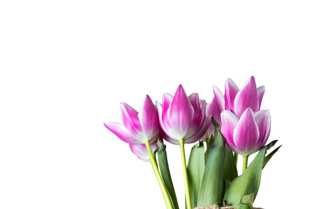 Pink and white tulips as spring or summer flowers. Isolated on white background. Copy space on the...