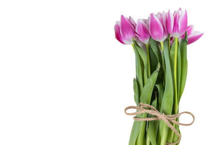 Pink and white tulips with twine as spring or summer flowers.  Isolated on white background. Copy space on the left.の写真素材